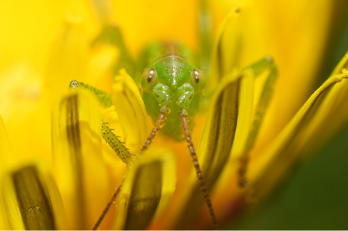 Sony FE 100mm f/2.8 Macro GM OSS