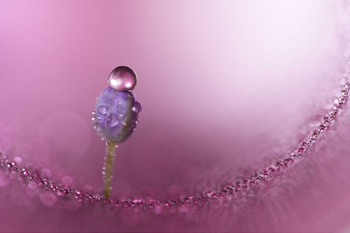 Sony FE 100mm f/2.8 Macro GM OSS