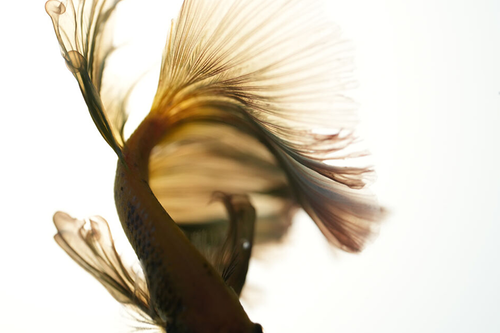 Sony FE 100mm f/2.8 Macro GM OSS