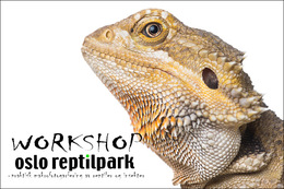 Praktisk macro - Oslo Reptilpark - 26. Mai 2020