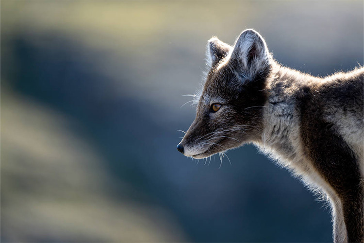 Tamron 150-500 f/5-6.7 Di III VC VXD for Nikon Z