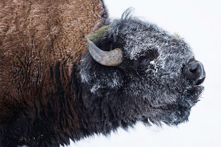 Canon RF 800mm f/5.6 L IS USM