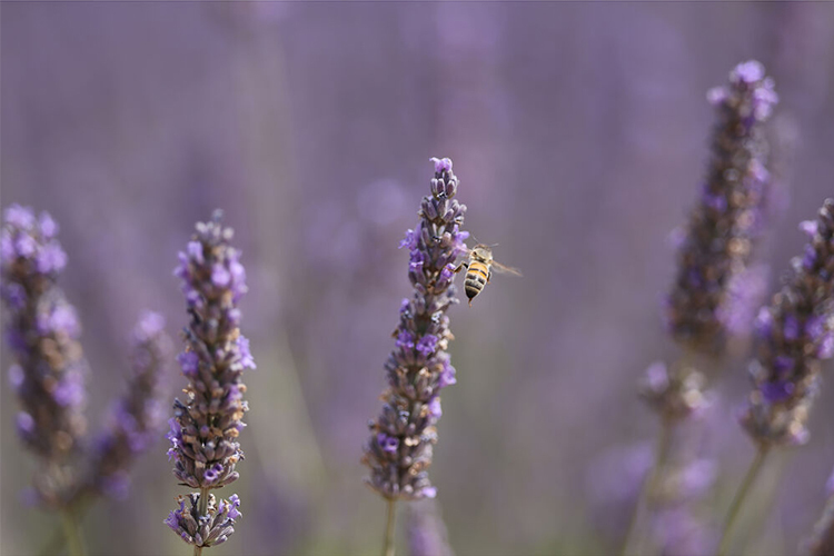 Canon RF 70-200mm f/2.8 L IS USM Z Svart