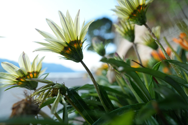 Sony FE 16-35mm f/2.8 GM II