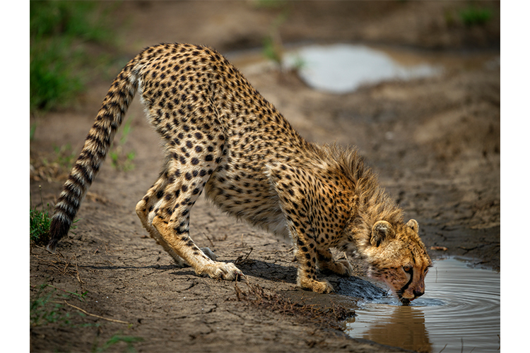 Fujifilm Fujinon GF 500mm f/5.6 R LM OIS WR