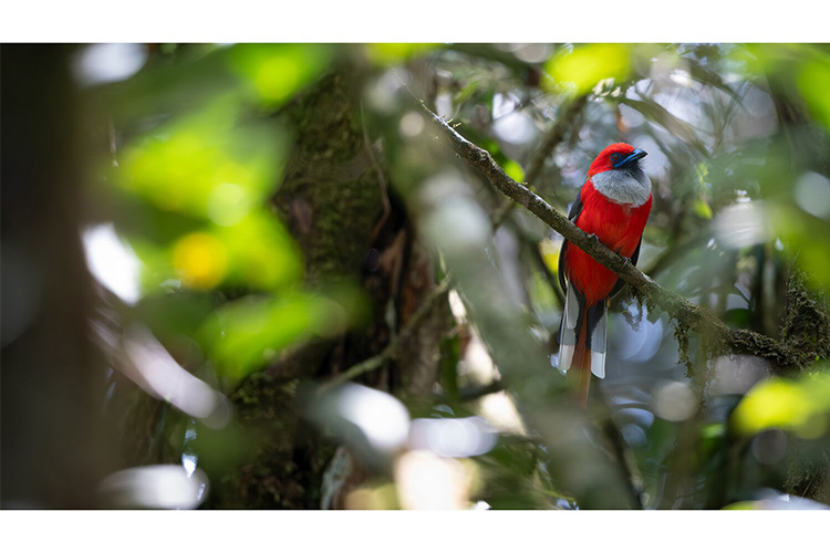 Fujifilm Fujinon XF 400mm f/4.5 R LM OIS WR