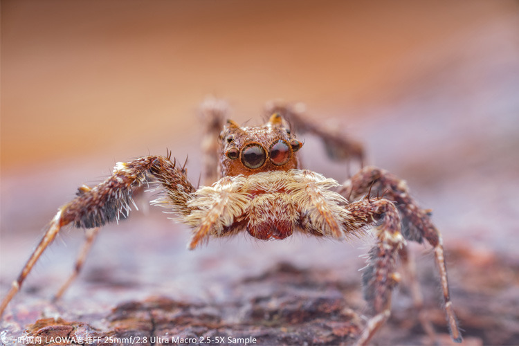 Laowa 25mm f/2.8 2.5-5X Ultra Macro for Nikon Z