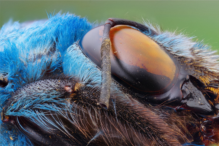 Laowa 25mm f/2.8 2.5-5X Ultra Macro for Nikon Z