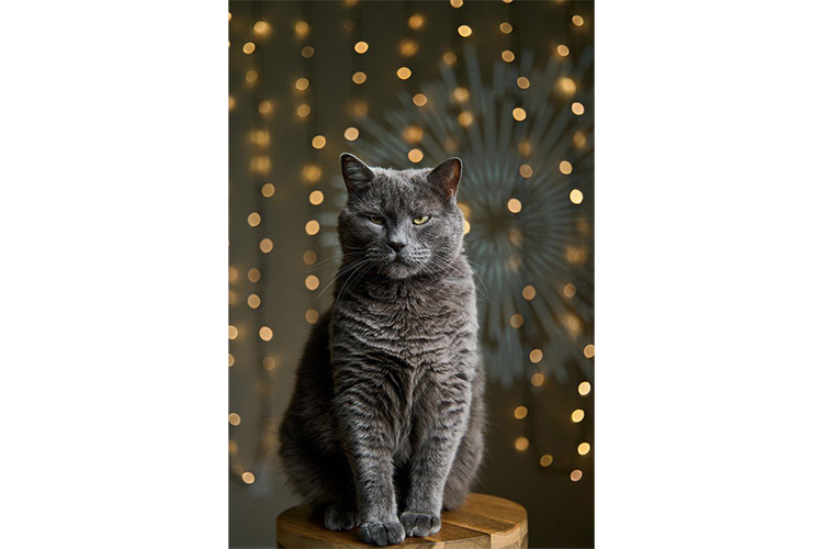 Laowa 58mm f/2.8 2X Ultra Macro APO for Sony FE