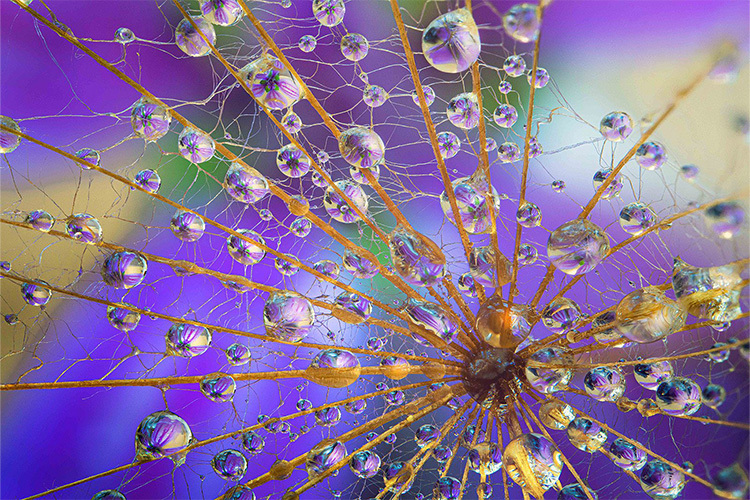 Laowa 58mm f/2.8 2X Ultra Macro APO for Canon RF