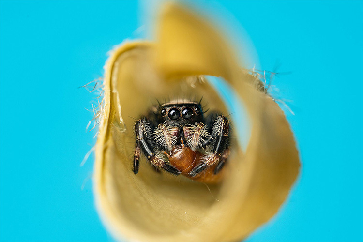 Laowa 58mm f/2.8 2X Ultra Macro APO for Nikon Z