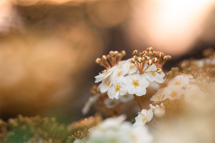 Laowa 90mm f/2.8 2X Ultra Macro APO for Sony FE