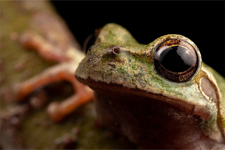 Laowa 90mm f/2.8 2X Ultra Macro APO for Nikon Z