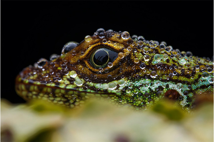 Laowa 90mm f/2.8 2X Ultra Macro APO for Nikon Z