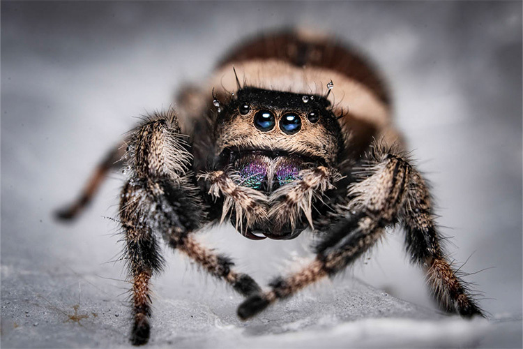 Laowa 180mm f/4.5 1.5x Ultra Macro APO for Sony FE