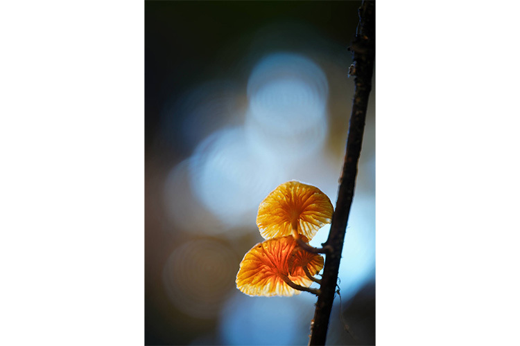 Laowa 180mm f/4.5 1.5x Ultra Macro APO for Sony FE