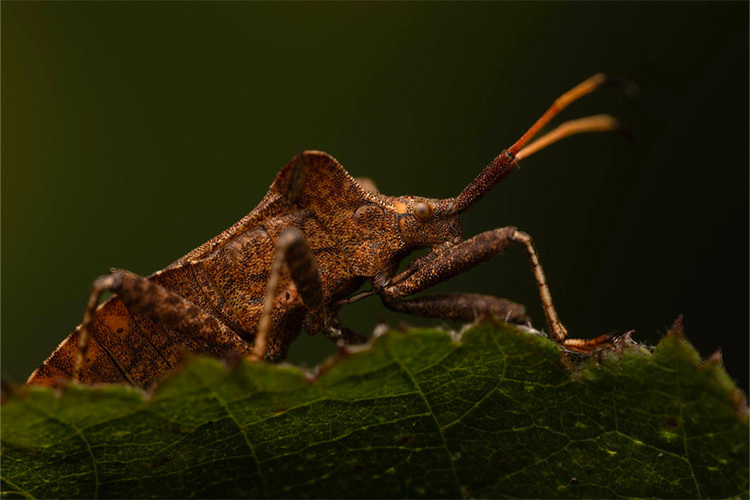 Laowa 180mm f/4.5 1.5x Ultra Macro APO for Nikon Z