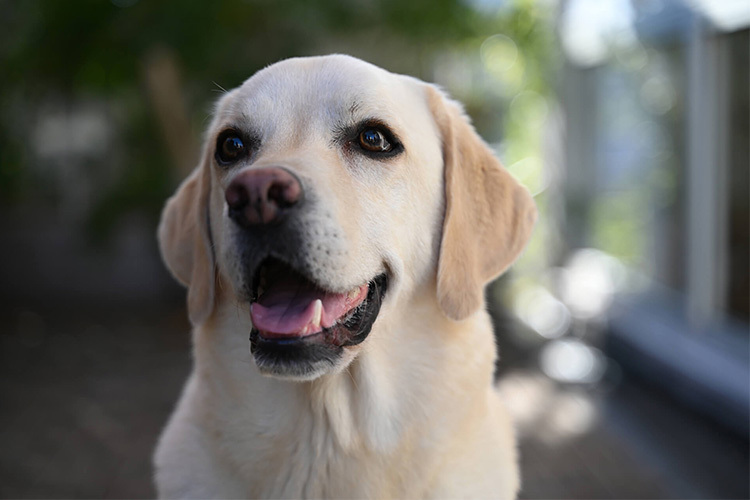 Nikon NIKKOR Z 28-75mm f/2.8