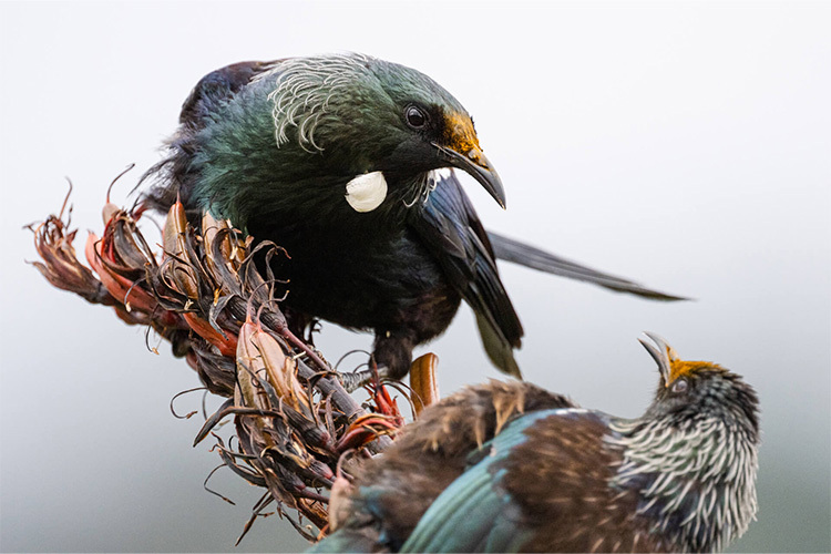 Nikon NIKKOR Z 800mm f/6.3 VR S