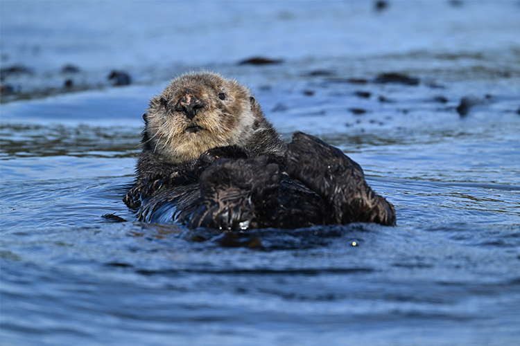 Nikon NIKKOR Z 400mm f/4.5 VR S