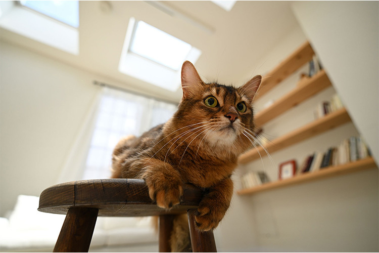 Nikon NIKKOR Z 17-28mm f/2.8