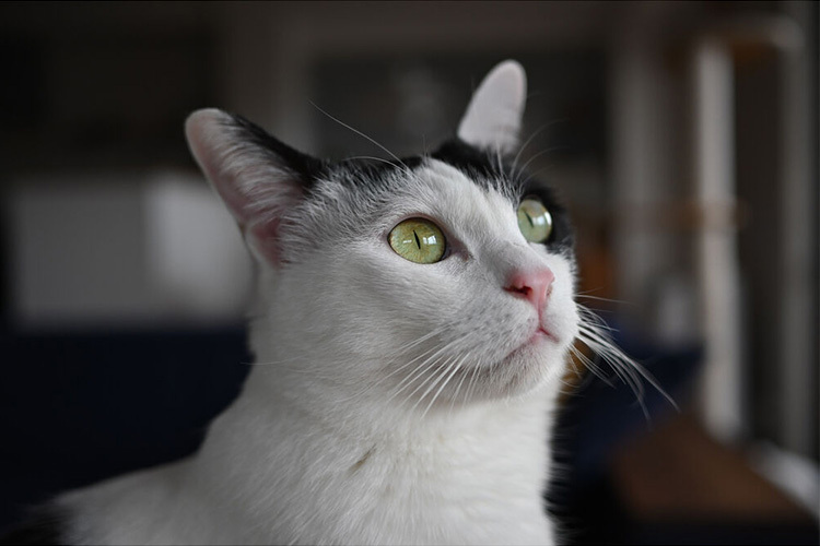 Nikon NIKKOR Z DX 24mm f/1.7