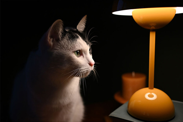 Nikon NIKKOR Z DX 24mm f/1.7