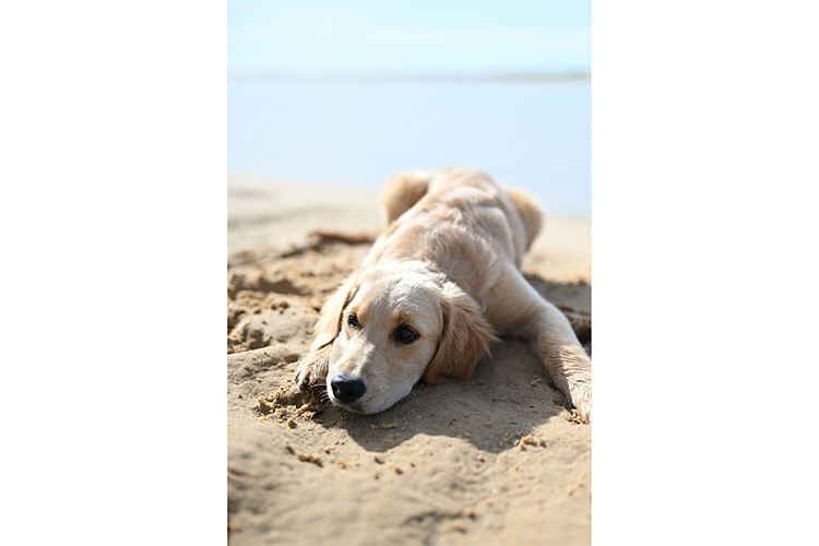 Nikon NIKKOR Z 50mm f/1.4