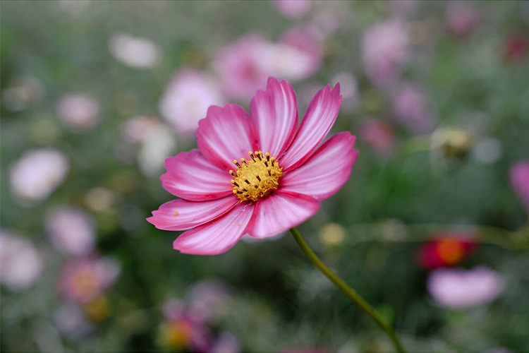 Nikon NIKKOR Z 24-105mm f/4-7.1