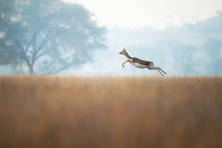 Nikon Z 6III + 24-120mm f/4 S