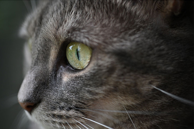 Nikon NIKKOR Z DX MC 35mm f/1.7