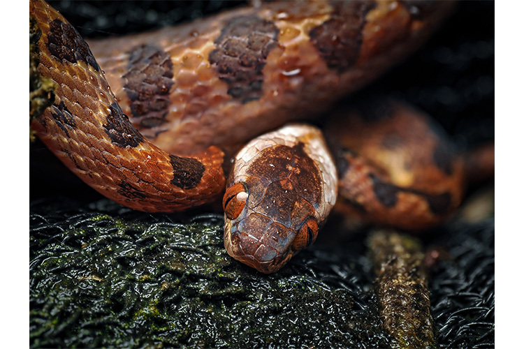 OM SYSTEM M.Zuiko Digital ED 90mm f/3.5 Macro IS PRO
