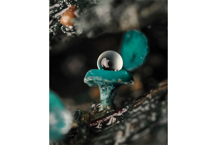 OM SYSTEM M.Zuiko Digital ED 90mm f/3.5 Macro IS PRO