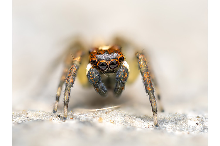 OM SYSTEM M.Zuiko Digital ED 90mm f/3.5 Macro IS PRO