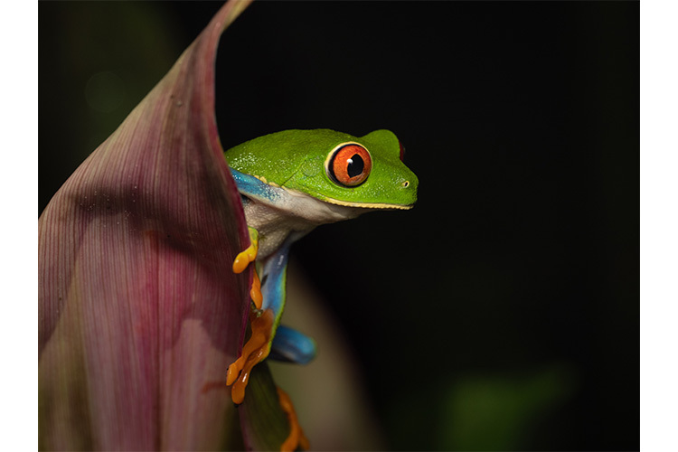 OM SYSTEM M.Zuiko Digital ED 90mm f/3.5 Macro IS PRO