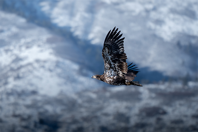 OM SYSTEM M.Zuiko Digital ED 100-400mm f/5-6.3 IS II