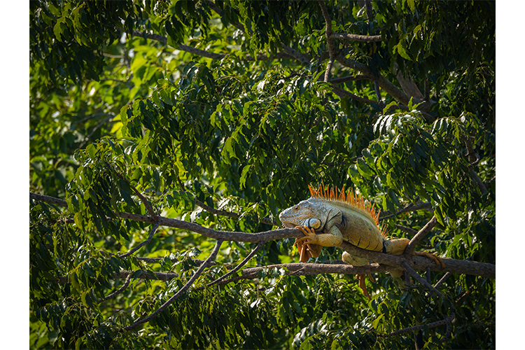 OM SYSTEM M.Zuiko Digital ED 100-400mm f/5-6.3 IS II