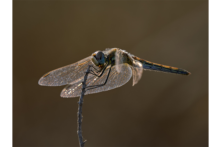 OM SYSTEM M.Zuiko Digital ED 100-400mm f/5-6.3 IS II