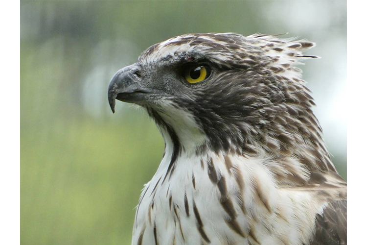 Panasonic Lumix FZ82D