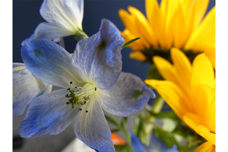 Panasonic Lumix FZ82D