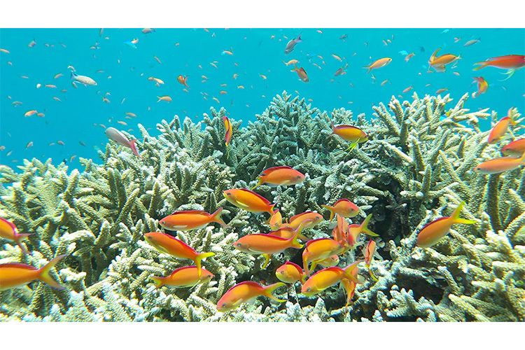 Pentax WG-1000 Oliven