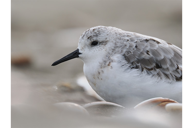 OM SYSTEM OM-1 Mark II + ED 12-40mm f/2.8 PRO II