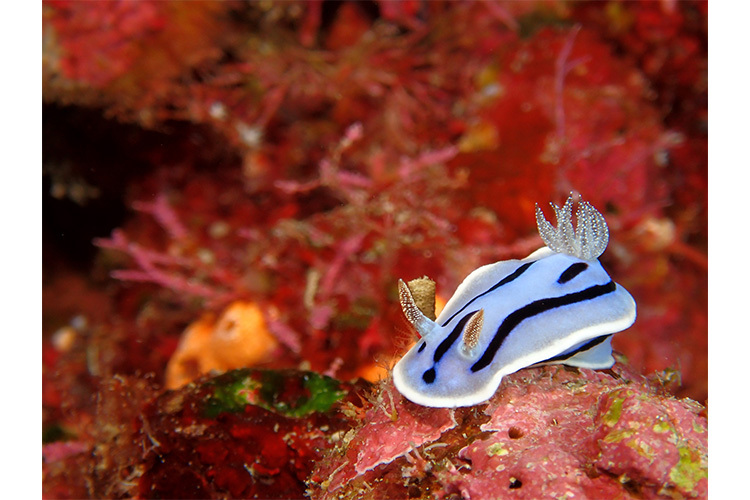 OM SYSTEM Tough TG-7 Sort