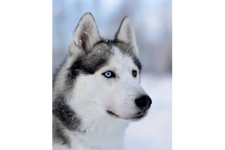 Samyang AF 50mm f/1.4 FE II for Sony FE