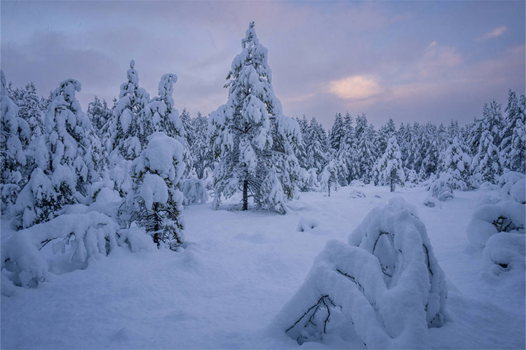 Samyang AF 12mm f/2 for Canon RF-S