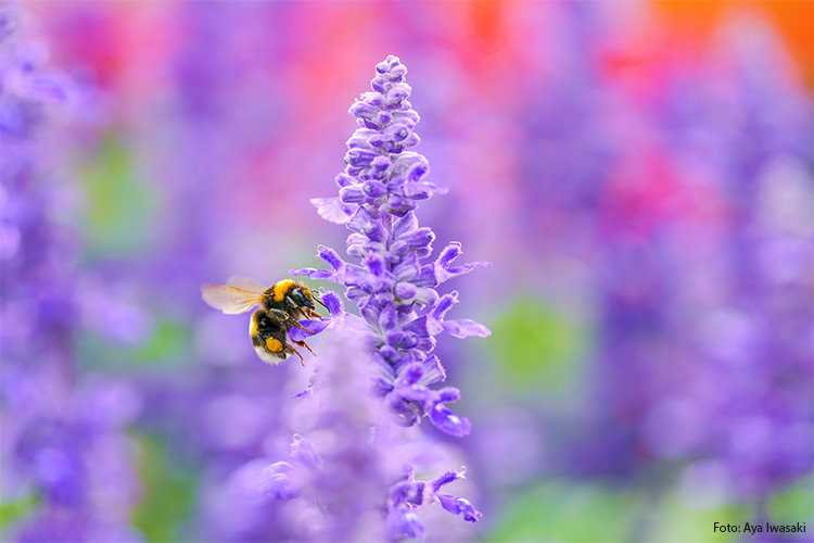 Sigma 105mm f/2.8 DG DN Macro Art for Sony FE