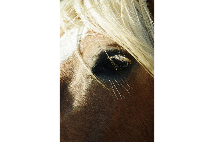 Sigma 16-300mm f/3.5-6.7 DC OS Contemporary for Canon RF