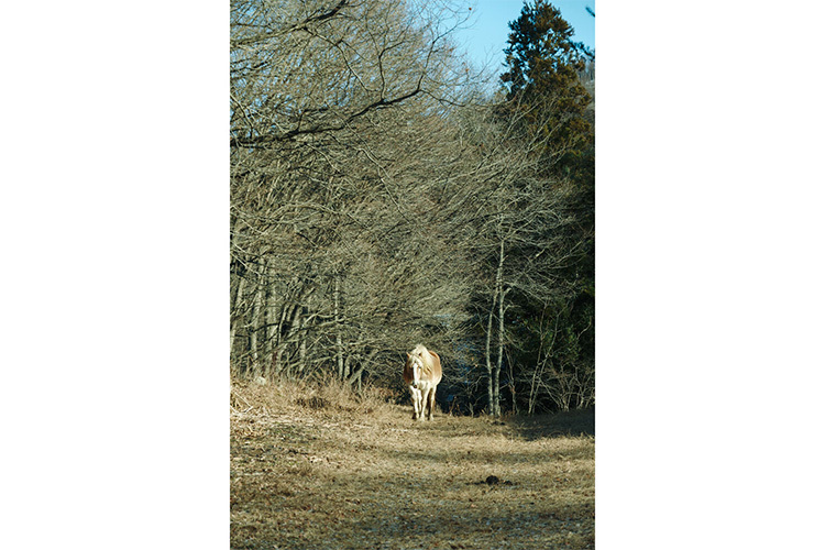 Sigma 16-300mm f/3.5-6.7 DC OS Contemporary for Canon RF