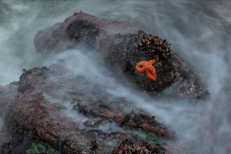 Sigma 28-105mm f/2.8 DG DN Art for Sony FE