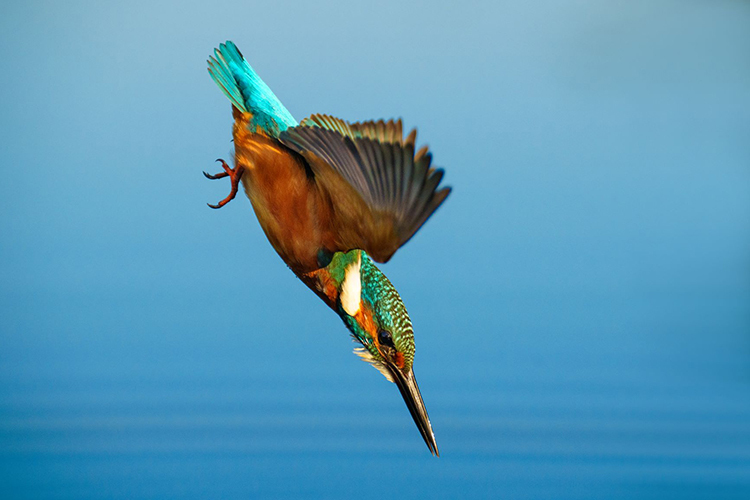 Sony FE 70-200mm f/2.8 GM OSS II